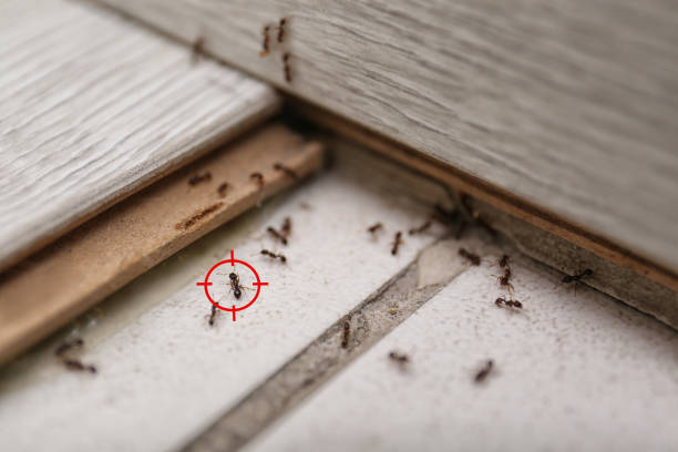 Best Best Pest Control Companies  in Blooming Prairie, MN