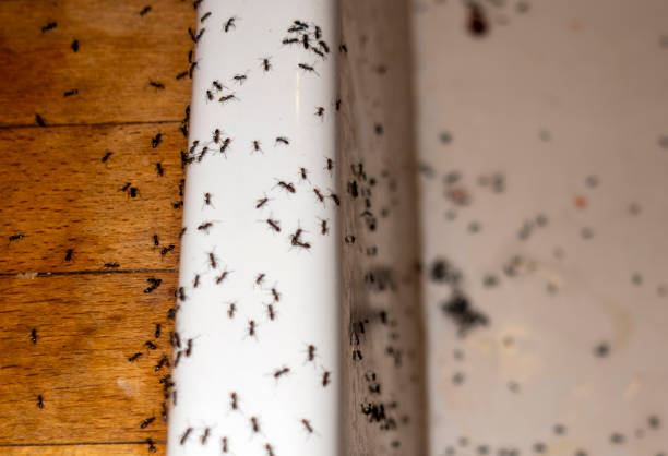 Best Pest Prevention Services  in Blooming Prairie, MN